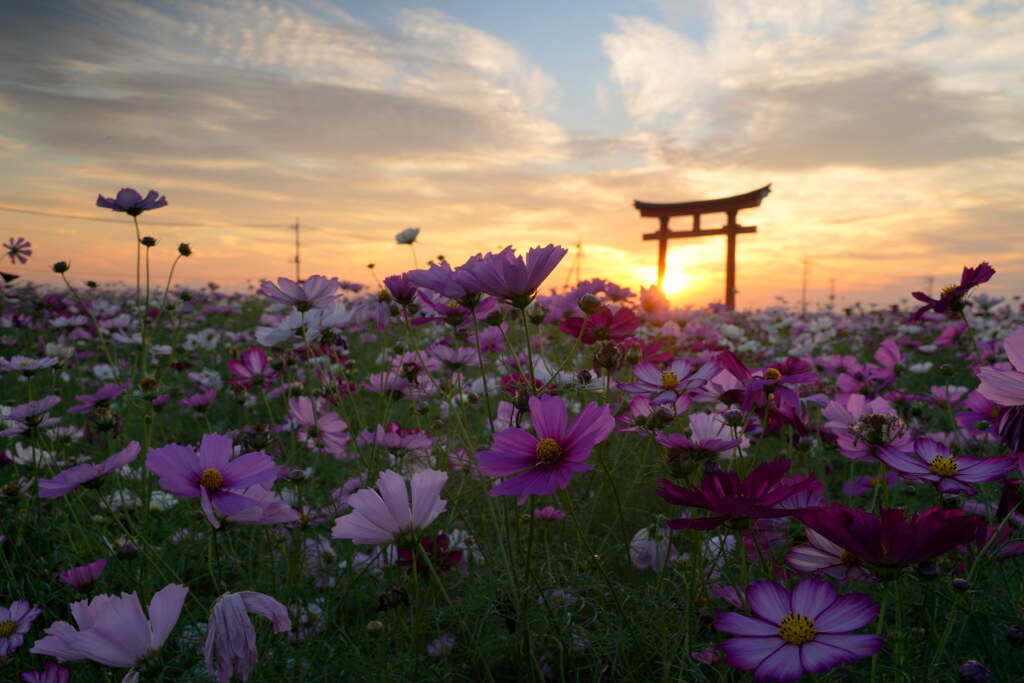 夕暮れの小泉稲荷