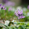 早春の森