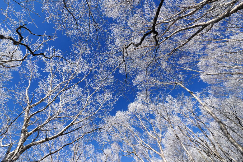 青空に霧氷を敷き詰めて