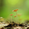 小人の森