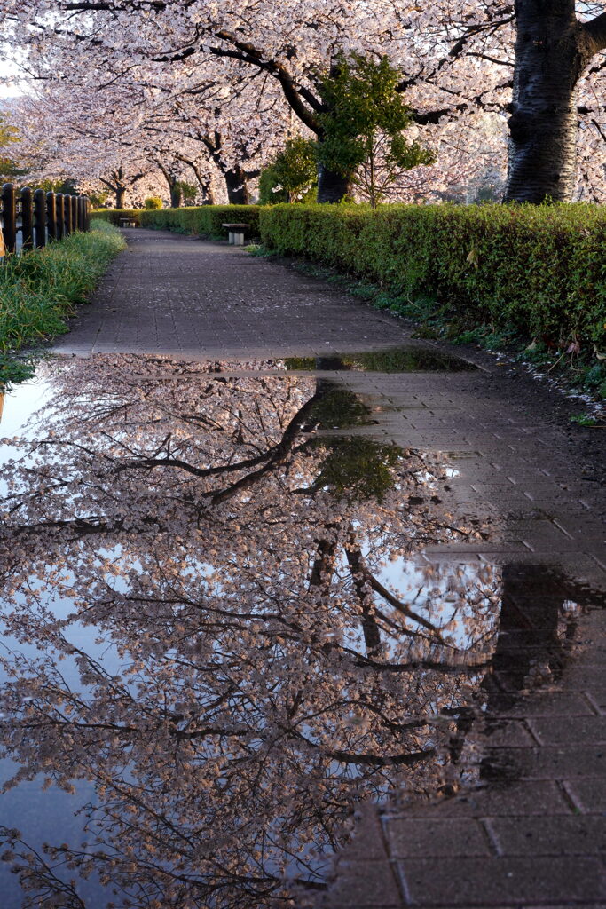 雨上がりの桜道