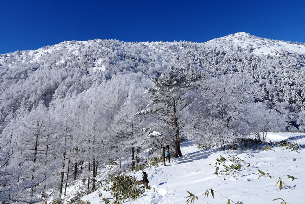 樹林帯を抜ければ