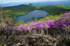 ツツジ咲く駒ケ岳