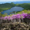 ツツジ咲く駒ケ岳