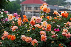 薔薇の休憩舎