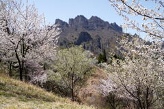 八重桜咲く妙義山