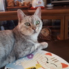 猫にうちわ