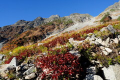 紅葉のチングルマと穂高岳