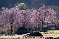 枝垂桜
