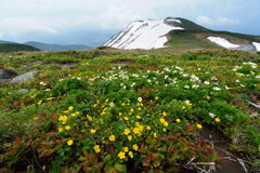 花畑広がる鳥海山