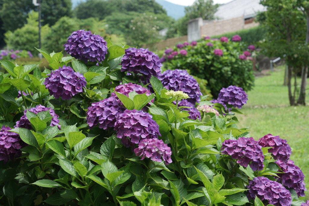 あじさい公園