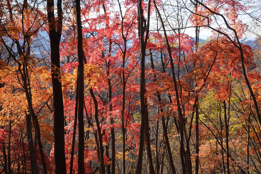 紅の森