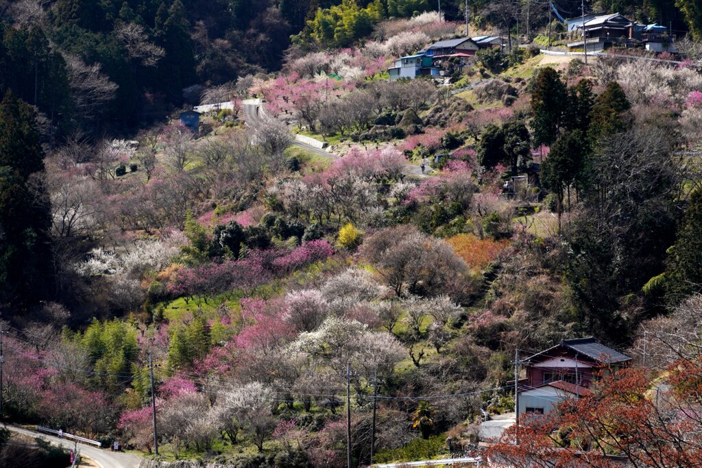 花桃の郷