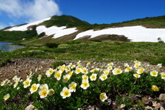 チングルマ咲く白馬大池