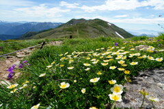 チングルマ咲く平標山