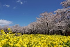 春の喜び