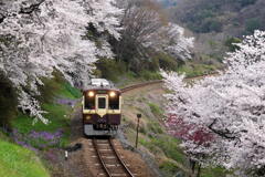 桜列車