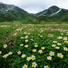 花咲くの立山室堂