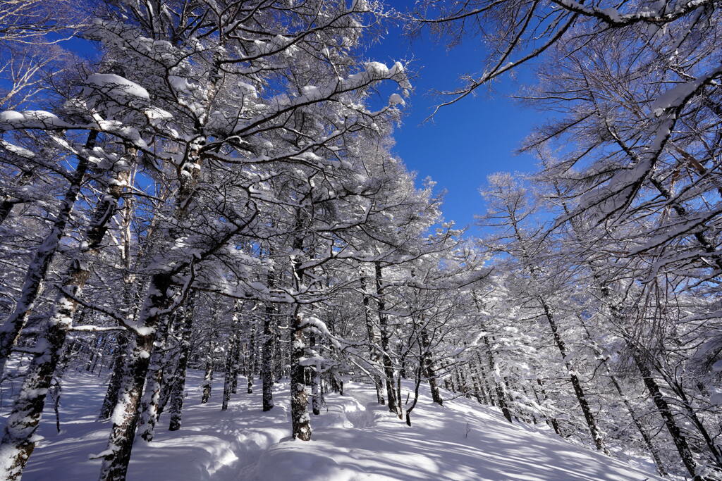 雪色の森