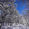雪色の森