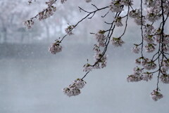 雪の桜