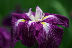 雨の花菖蒲