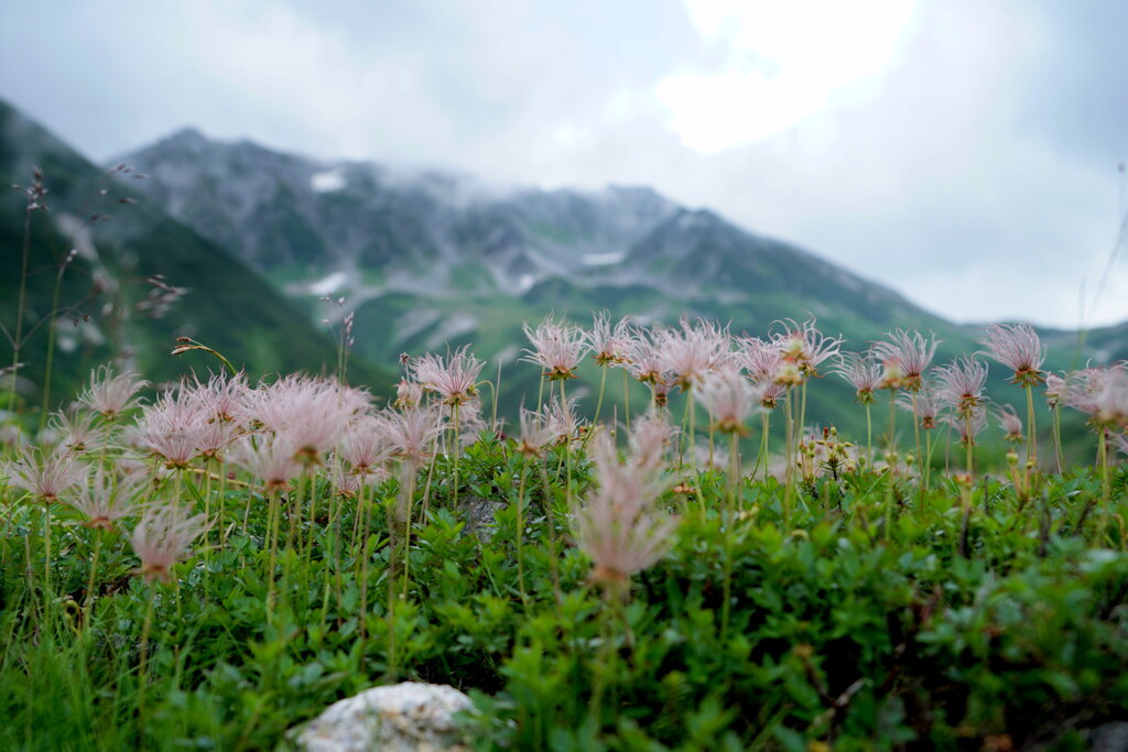 花穂揺れる立山