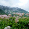 花穂揺れる立山