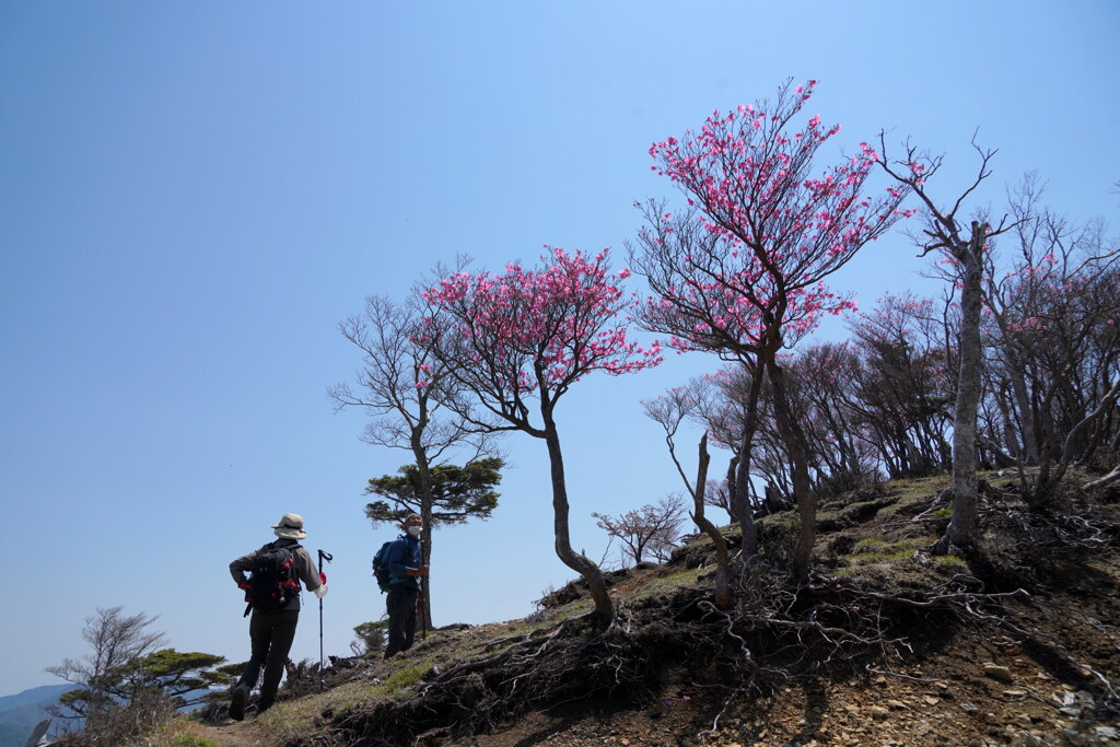 アカヤシオ咲く沢入山