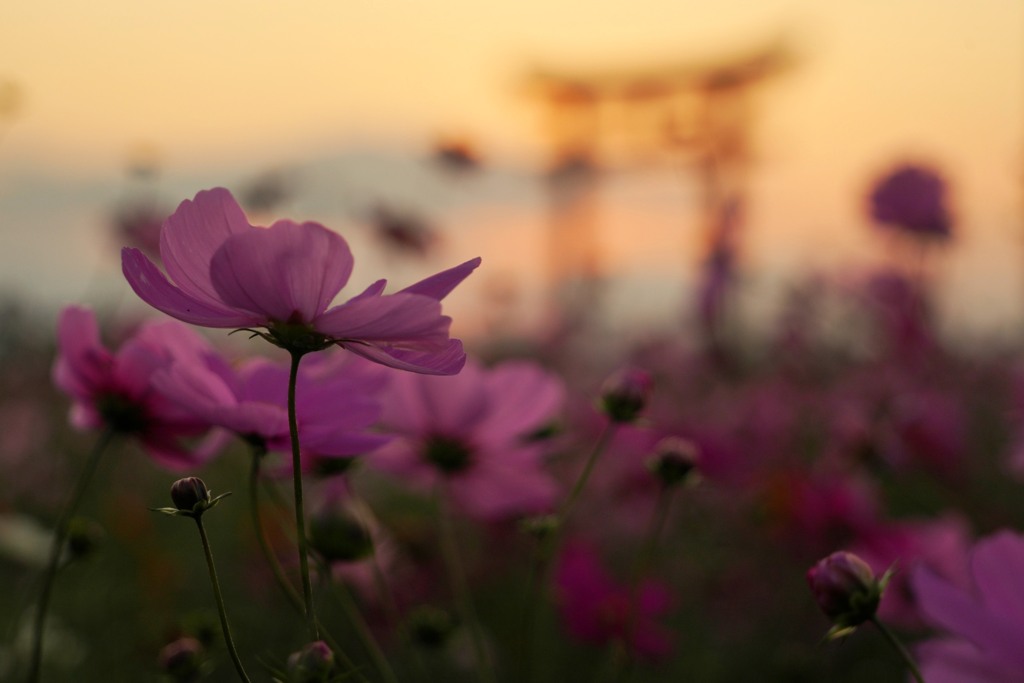 小泉稲荷コスモス　夕暮れて