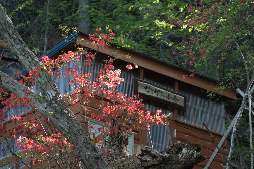 ５月の鳴神小屋