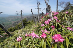 シャクナゲ咲く袈裟丸山