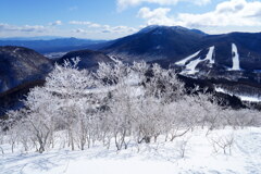 霧氷花咲く