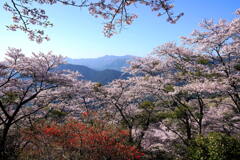 桜山の春