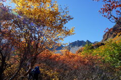 紅葉彩るアルプスへ