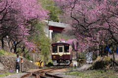 花桃トロッコ列車