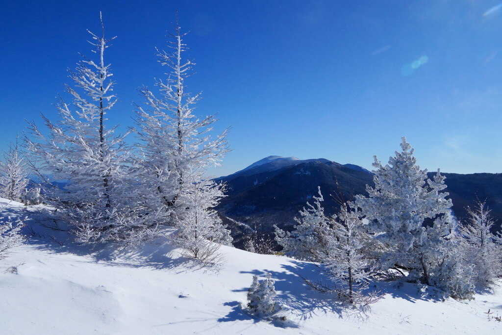 ホワイトカラマツと浅間山