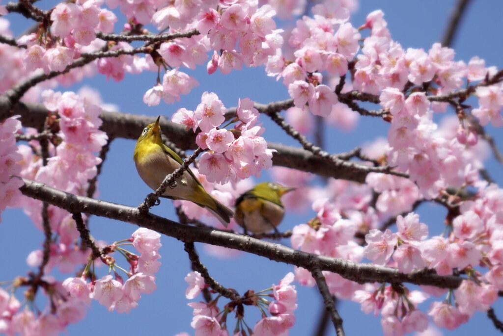 一緒に花見