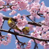 一緒に花見