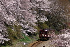 渡良瀬渓谷鉄道の春