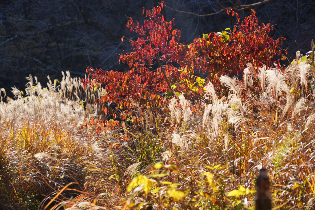 きらめくススキ