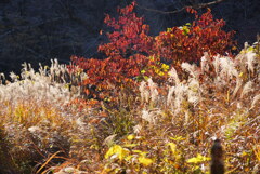 きらめくススキ