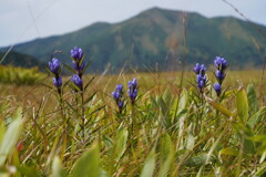 リンドウ咲く尾瀬