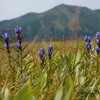 リンドウ咲く尾瀬
