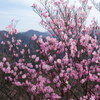 アカヤシオ咲く鳴神山
