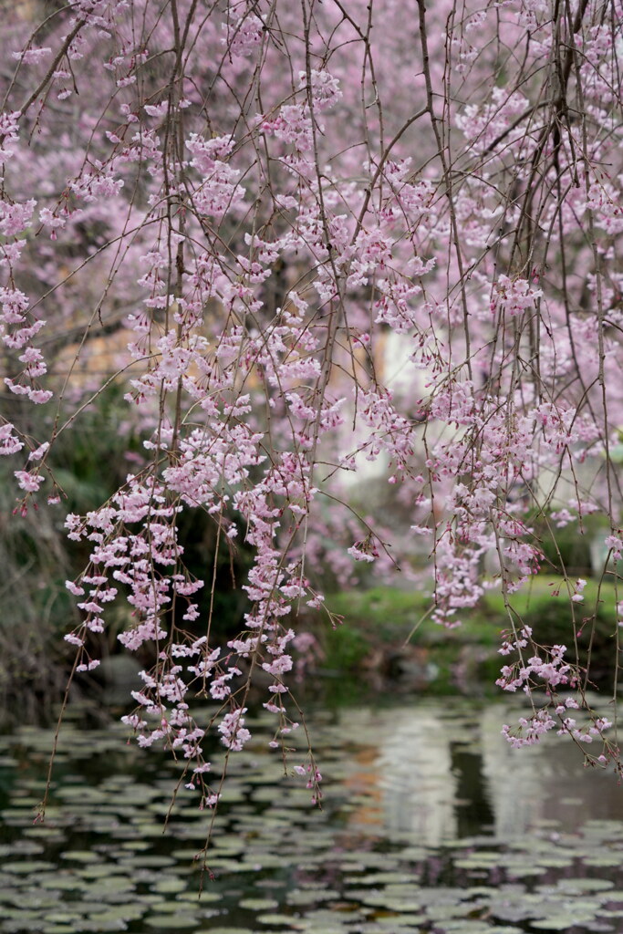 春の庭園