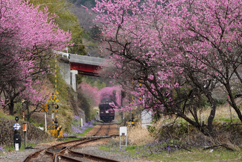 わ鐵花桃列車