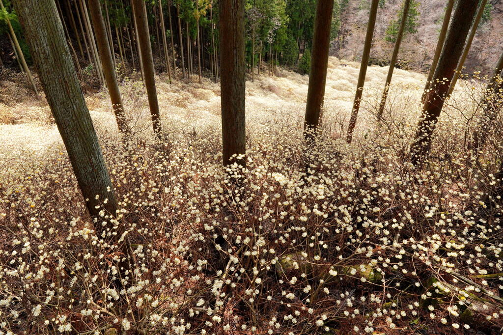 黄色玉の森