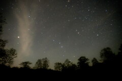 星降る森