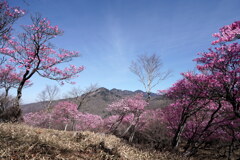 アカヤシオ囲む袈裟丸山